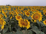 VNIIMK sunflower in the Ryazan region